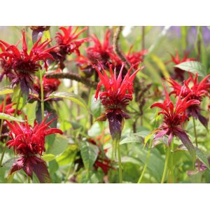 Monarda dvojdomá (Monarda didyma) ´CAMBRIDGE SCARLET´ - kont. C1L